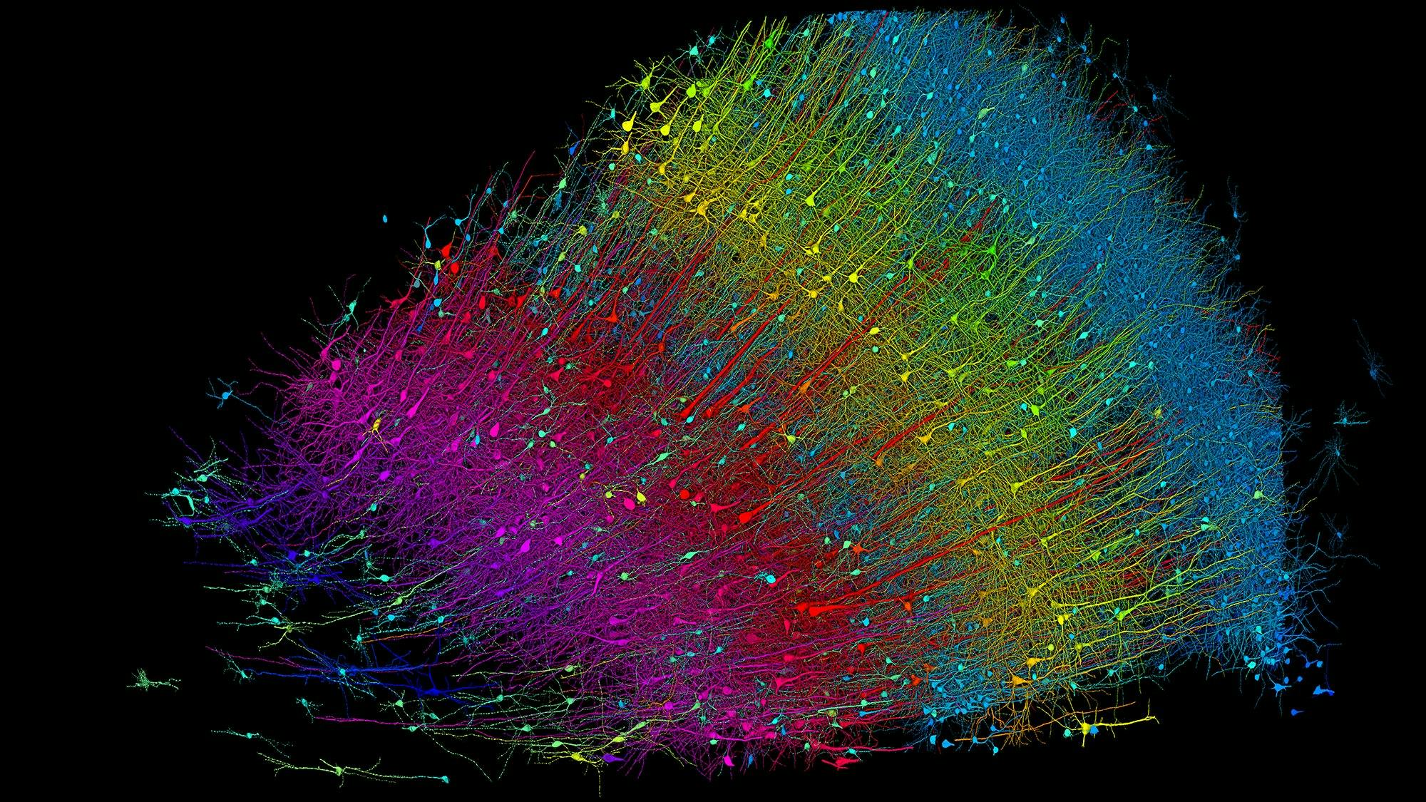 Google, Harvard Publish 1.4 PB Brain Map with 57K Cells, 150M Synapses